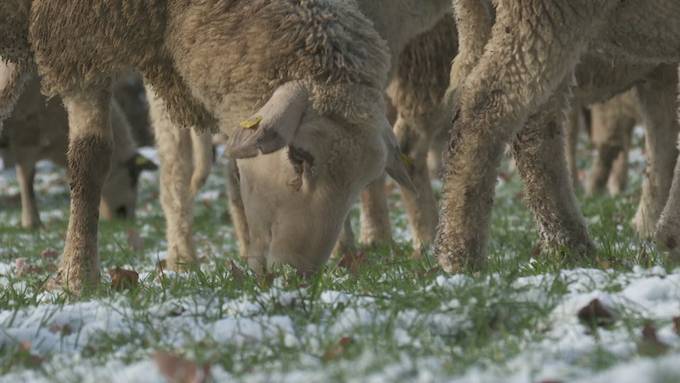 Hirte von 1000 Schafen