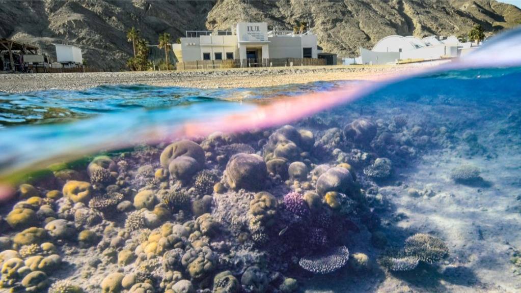 Korallen im Golf von Akaba und im nördlichen Roten Meer besitzen eine aussergewöhnliche Widerstandsfähigkeit gegen Hitzestress.
