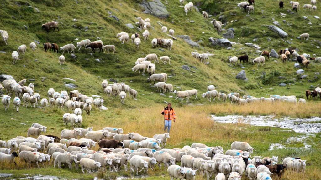 Auf dieser Alp im Engadiner Fextal wurden die Schafe vom Wolf angegriffen und teils tödlich verletzt. (Archivbild)