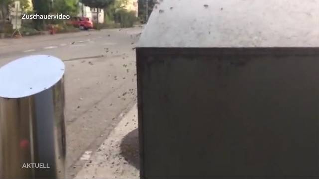 Bienen besetzten Altglascontainer in Aarau