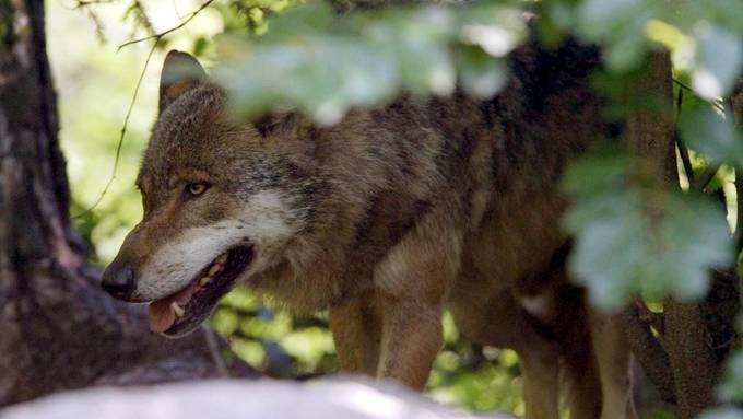 Wolf am Julierpass von Auto erfasst