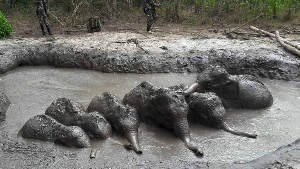 In dieser Schlammgrube in Thailand sassen während Tagen sechs Elefantenbabys fest. Nun wurden sie von Rangers gerettet.