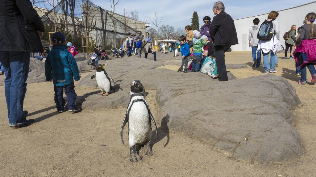Besucher beklagt sich über Zoo Zürich ohne Tiere