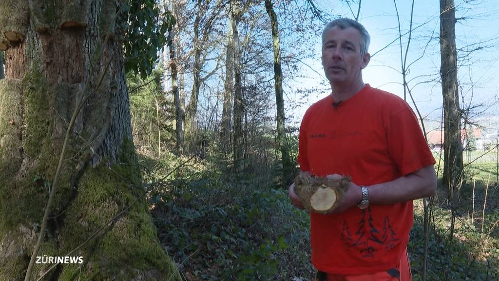 Efeu-Vandalen treiben ihr Unwesen in Dielsdorf: Grosses Stück einer 50-jährigen Pflanze wurde entfernt