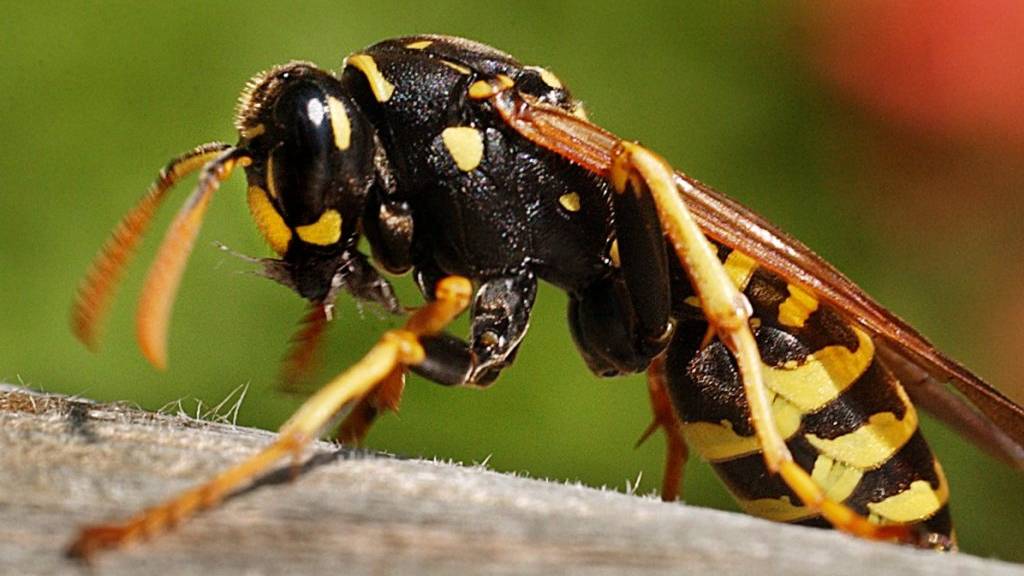 Daran merkst du, ob du gegen Wespen allergisch bist