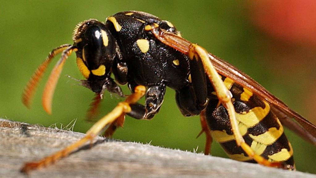 Diesen Sommer schwirren viele Wespen umher.