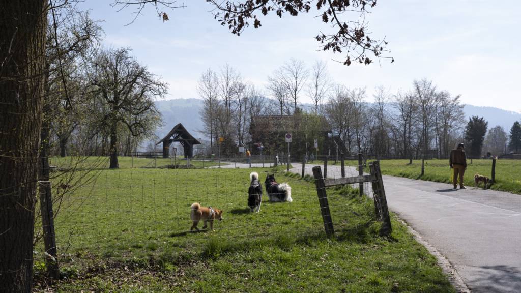 Hunde laufen frei über die Hundewiese Choller auf der Lorzenebene, zwischen der Stadt Zug und Cham.