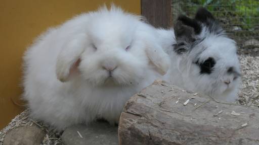 Chickpea & Ingo 
