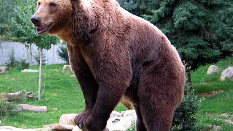 Der Bär im Engadin: So verhält man sich am besten