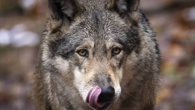 Wolf dringt in Urner Wohngebiet vor und reisst ein Hirschkalb