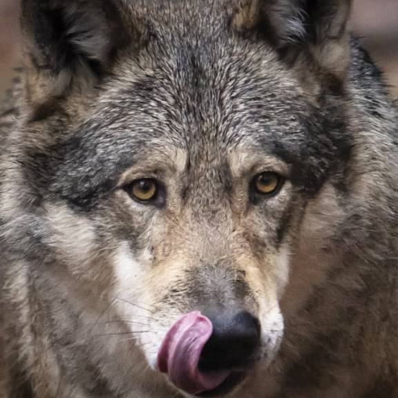 Wolf dringt in Urner Wohngebiet vor und reisst ein Hirschkalb