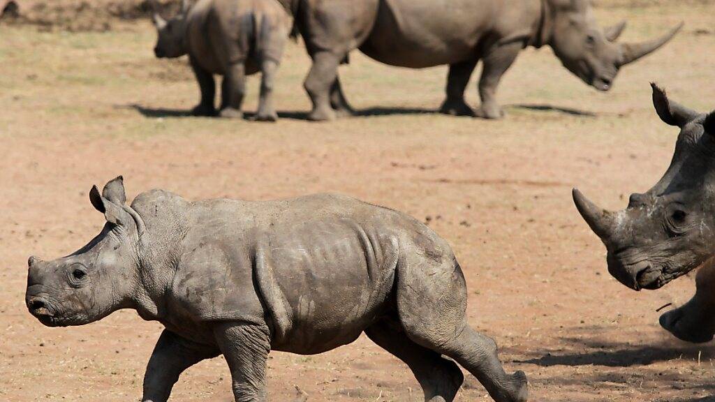 Auf dem afrikanischen Kontinent sind erstmals seit einem Jahrzehnt mehr Nashörner als im Vorjahr festgestellt worden. Wie die Weltnaturschutzunion (IUCN) am Donnerstag bekannt gab, lebten Ende 2022 fast 23'300 Nashörner in Afrika. (Archivbild)
