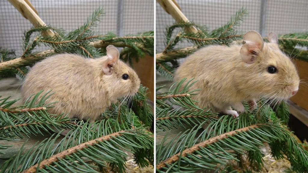 Degu