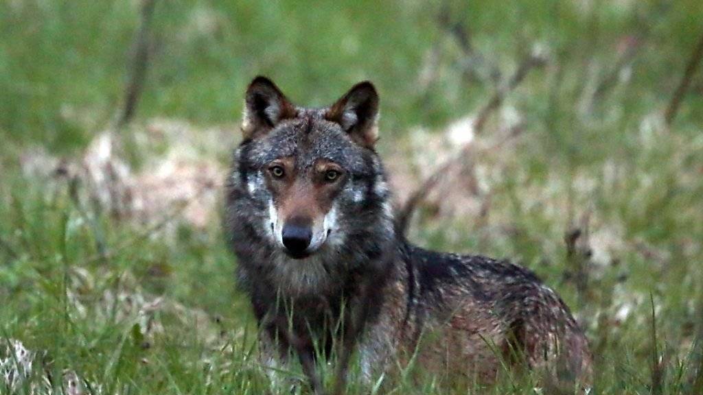 Der Kanton Wallis hat 2017 sieben Wölfe festgestellt. (Archivbild)