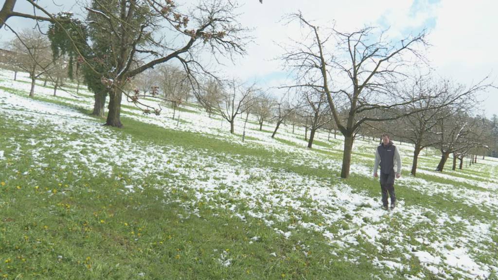 Frostgefahr macht Besitzern von Kirsch-Hochstammbäumen zu schaffen