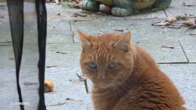 Katzen-Sperre im Zürcher Tierspital