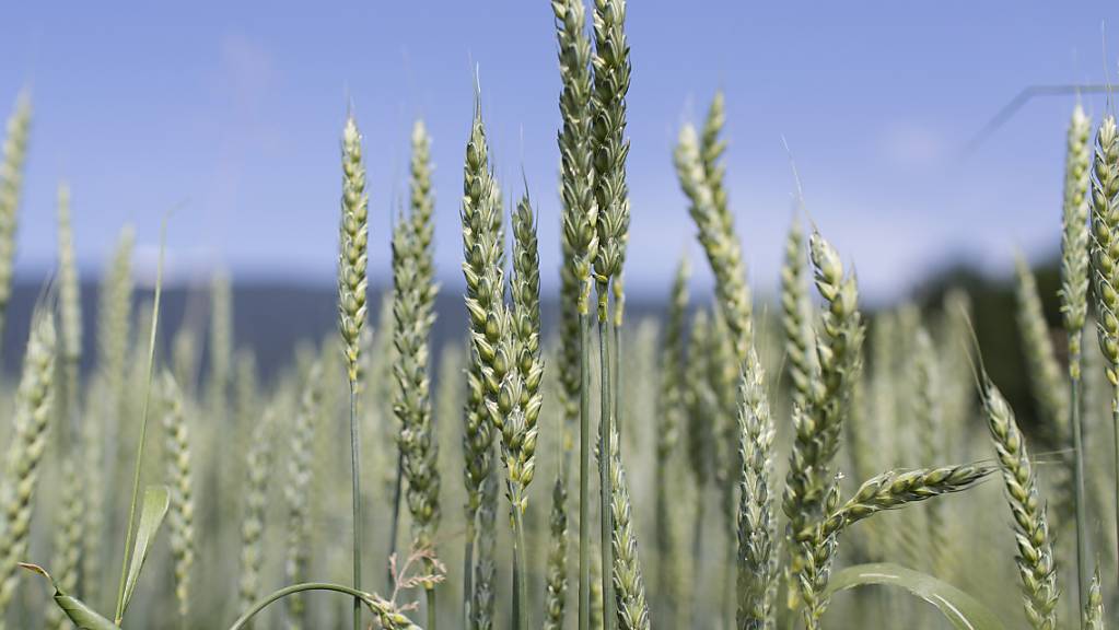 Wenn die Ukraine als achtgrösster Weizenproduzent der Welt nicht mehr liefern könnte, hätte das vor allem für Länder auf dem afrikanischen Kontinent verheerende Folgen. (Symbolbild)