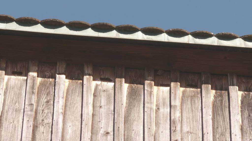 Mauersegler-Küken fallen wegen Hitzestau aus ihren Nestern