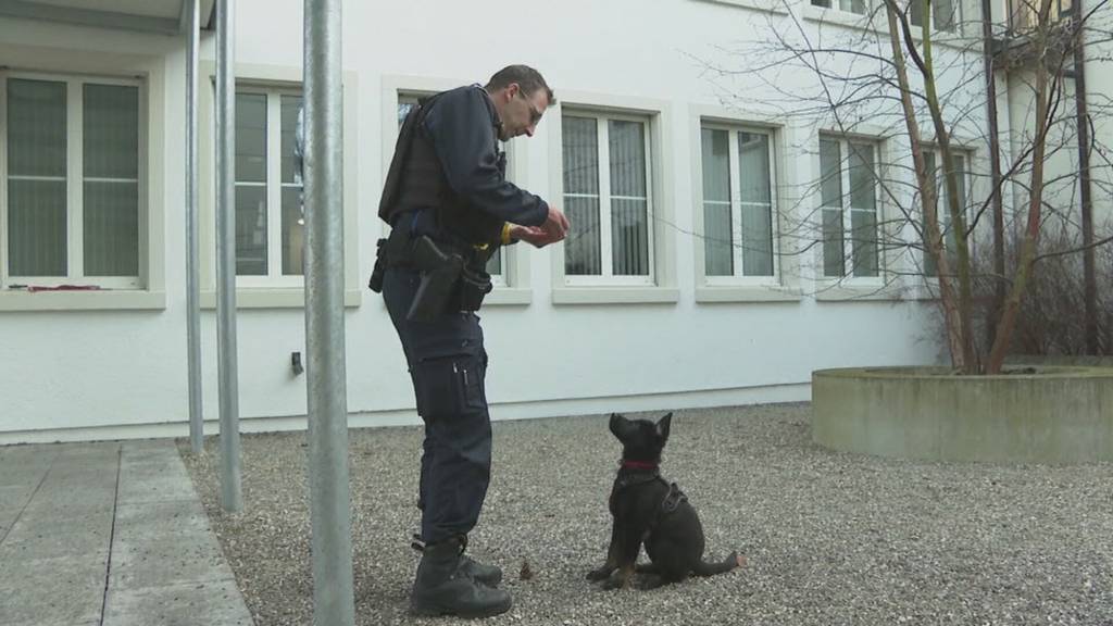 Fricktaler Verbrecherschreck: Was die kleine Gaia auf dem Weg zur Polizeihündin lernen muss