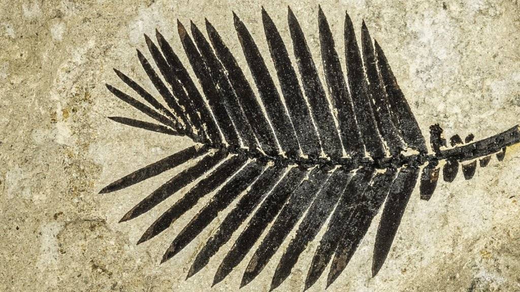 Blattwedel eines Palmfarns, 145 Millionen Jahre alt.