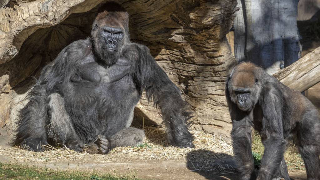 Mehrere Gorillas im San Diego Zoo Safari Park wurden positiv auf das Coronavirus getestet. Es wird vermutet, dass sich die Tiere trotz Sicherheitsvorkehrungen des Zoos bei einem asymptomatischen Mitarbeiter angesteckt haben.