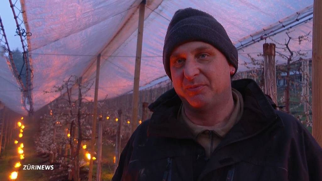 Der Kampf gegen den Frost: Obstbauern schützen Bäume mit Kerzen vor Kälte