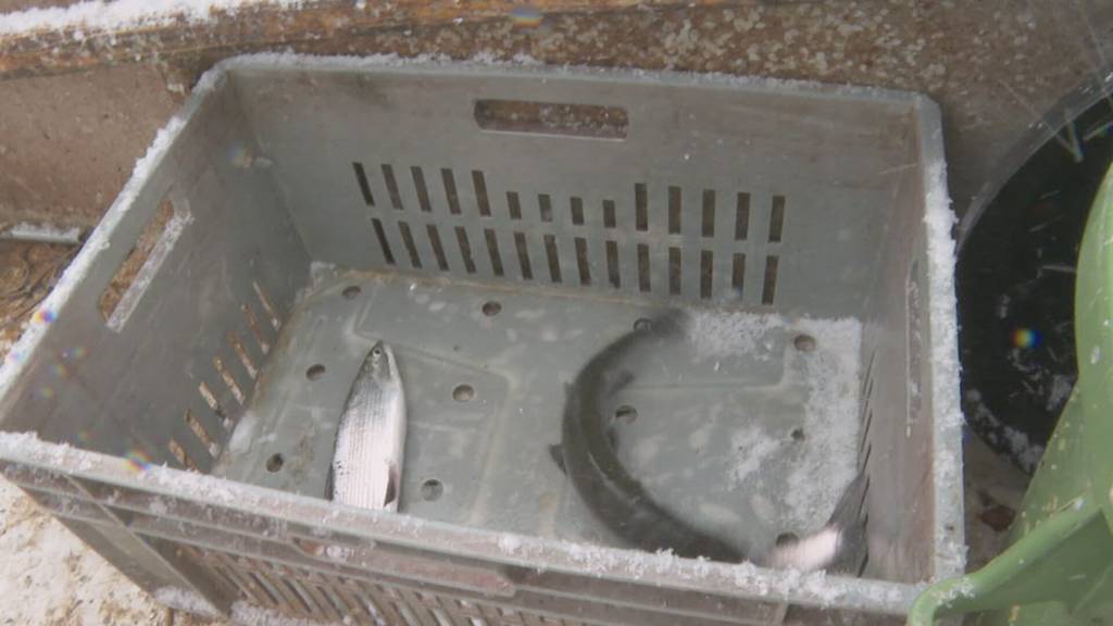 Nach Verkaufsverbot für Hecht und Egli: Berufsfischer auf dem Zugersee warten auf Entschädigung