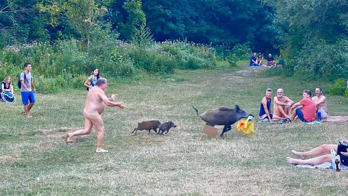 Hier jagt ein nackter Mann einem Wildschwein hinterher
