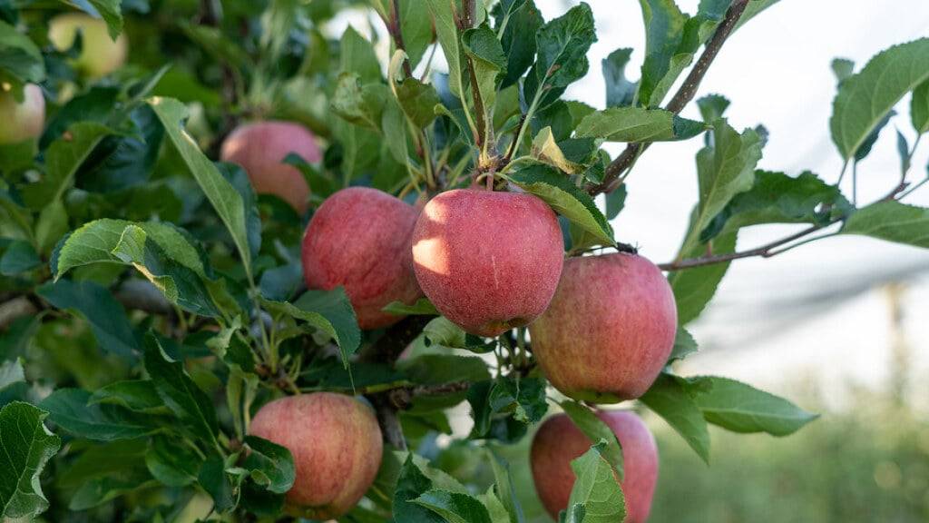 Die Sorte Gala bleibt weiterhin der am meisten angebaute Apfel in der Schweiz.