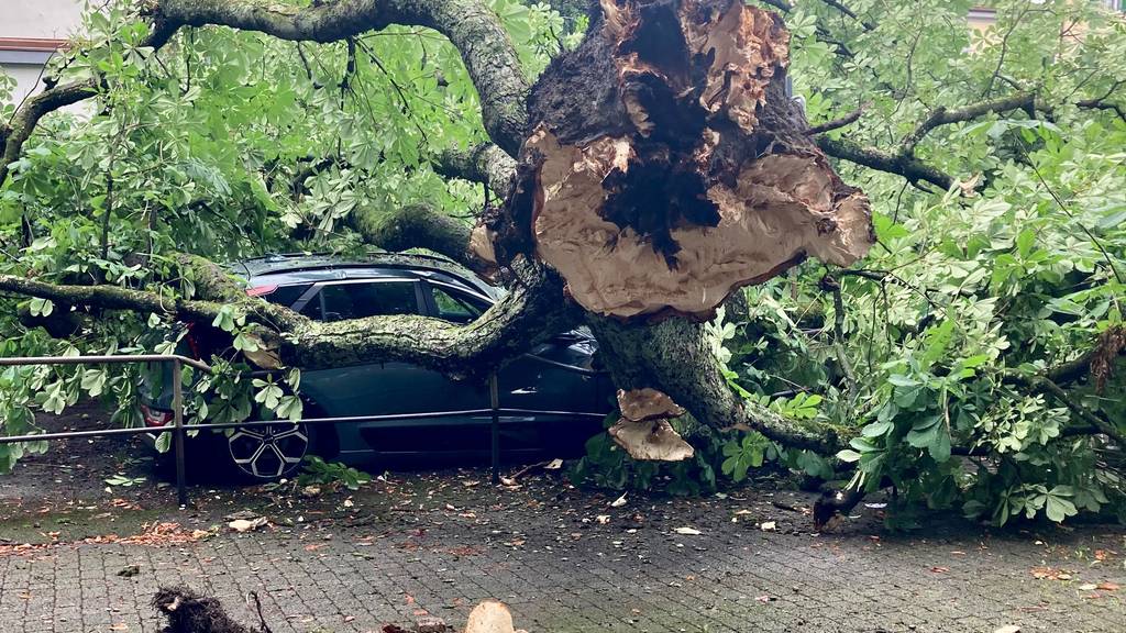 Umgestürzte Rosskastanie an der Wuelflingerstrasse in Winterthur