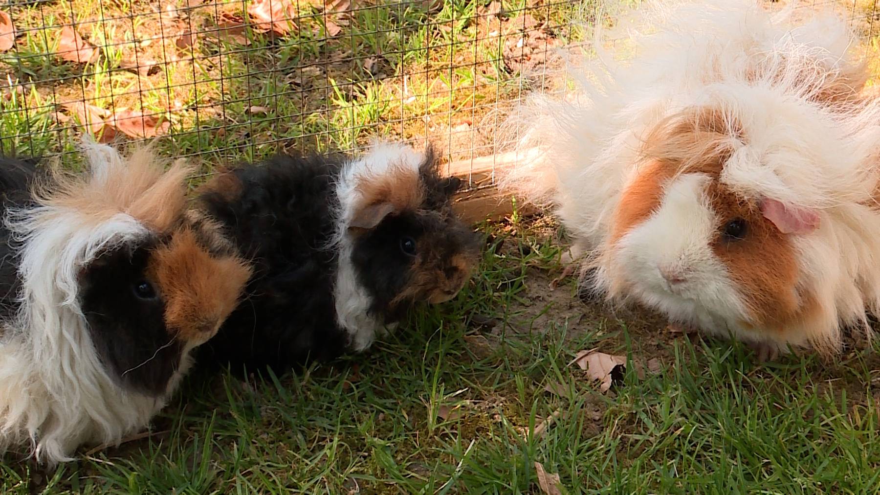 Lunkarya Meerschweinchen