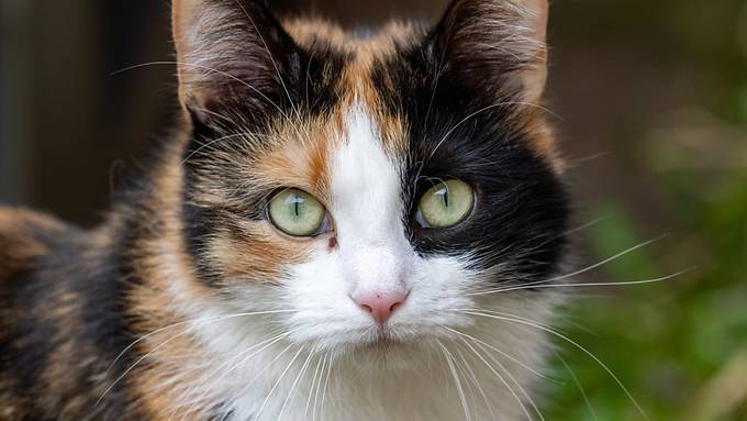 Katze flutet Rathaus in Niederlanden und richtet grossen Schaden an