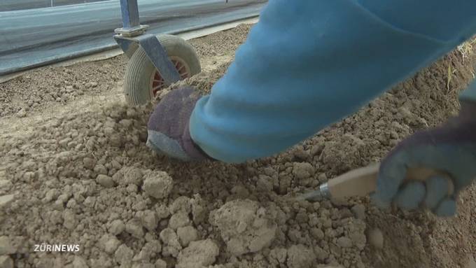 Rekordstart für Rafzer Spargeln