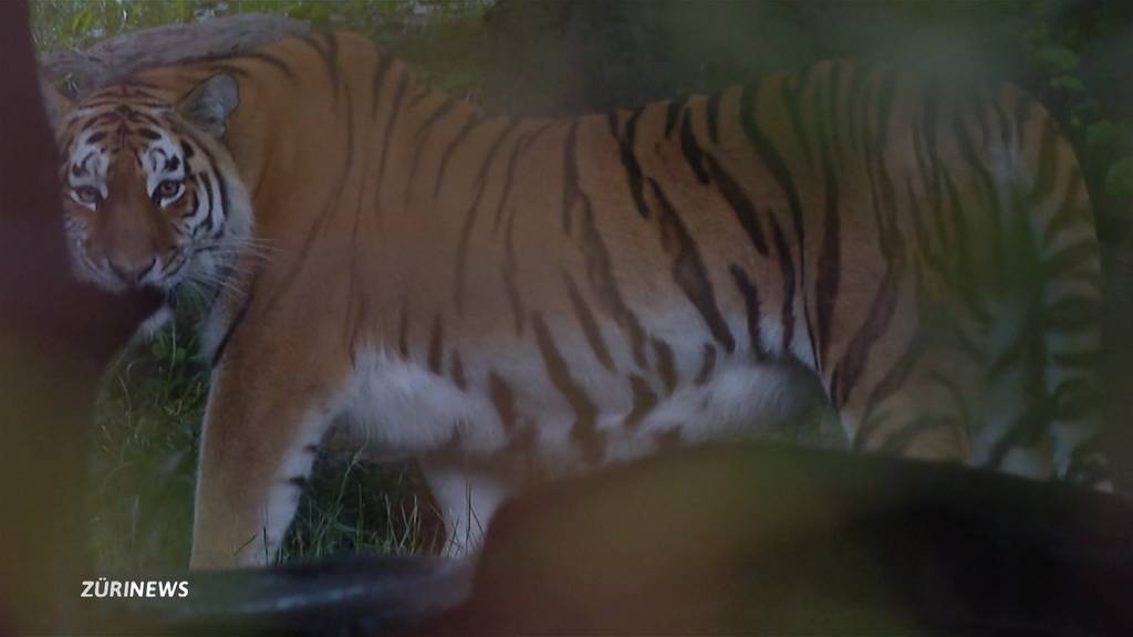 Tiger-Attacke: Zoo Zürich führt Abdankungsfeier für verstorbene Pflegerin durch