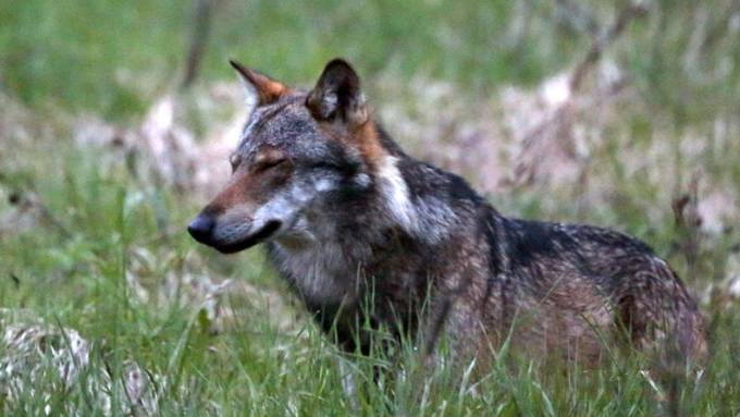 Schwyzer Regierung lehnt Standesinitiative zum Wolf ab