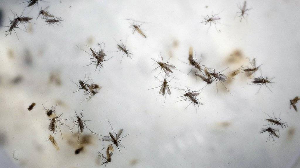 Sie übertragen das Zika-Virus: Aedes-Aegypti-Mücken im Labor. (Archiv)