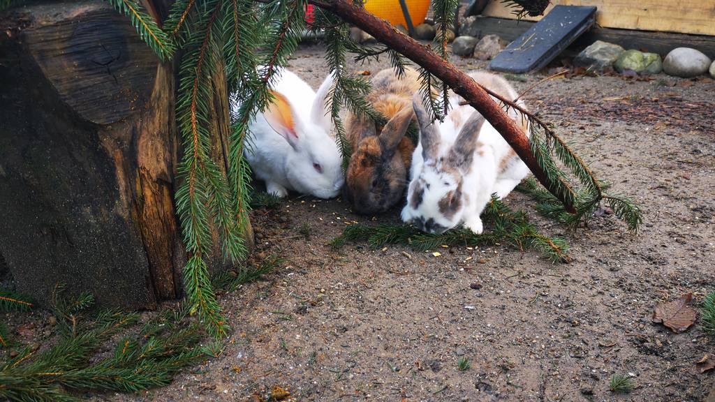 Horatio, Emilie und Emma