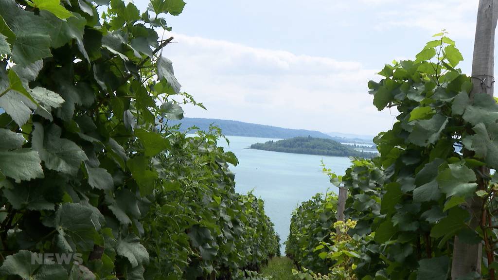 «Es chönnt e ganz e gfröiti Sach gäh»: Weinbauern sind wieder zuversichtlicher