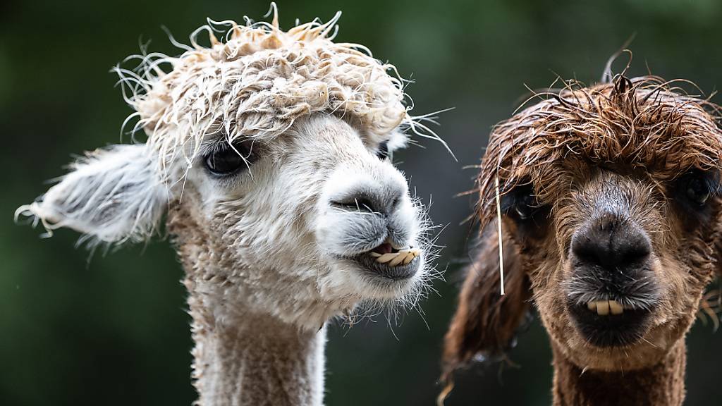 Wölfe haben im Glarnerland bei Elm eine Herde Alpakas angegriffen und mehrere Tiere gerissen. (Symbolbild)