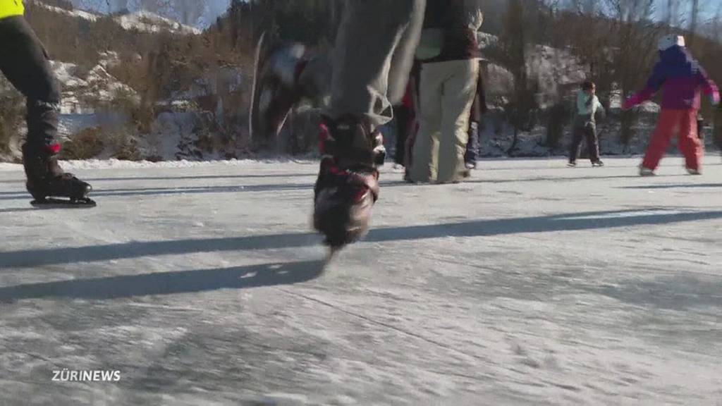 Kältester Januar seit fünf Jahren: Seltene gefrorene Weiher in Zürich