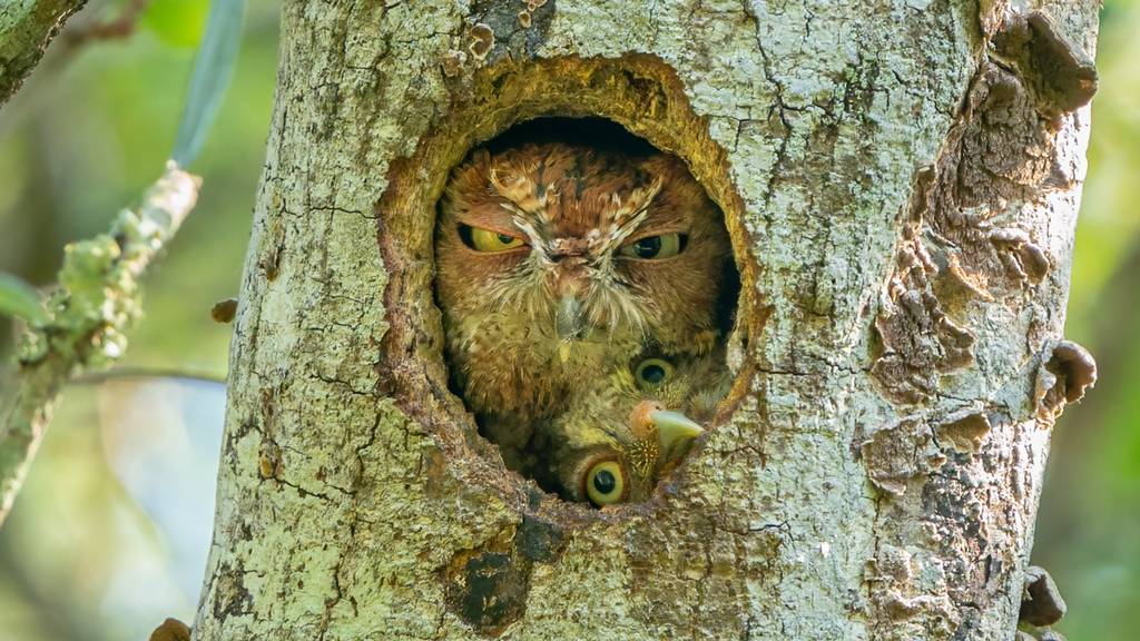 Fotografen erwischen Tiere in flagranti