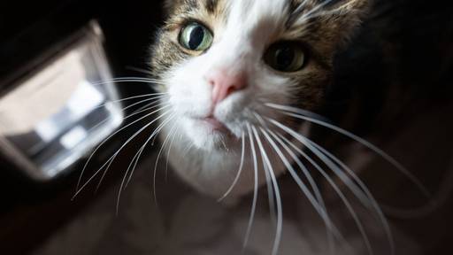 Schweizer Startup liefert erste Katzenklappe mit Gesichtserkennung