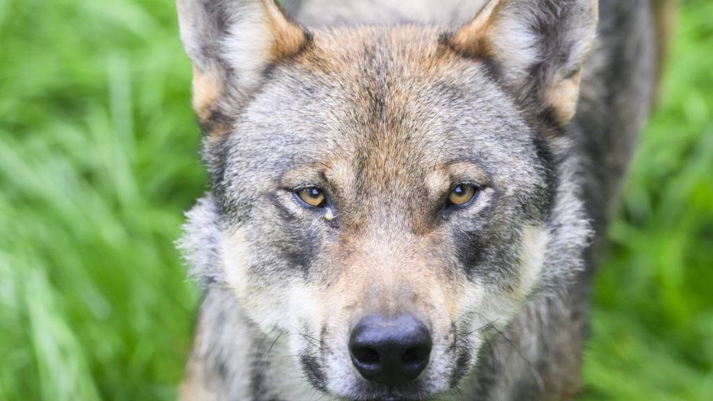 Bündner Jagdamt erklärt sich nach Kritik wegen Wolfsregulation