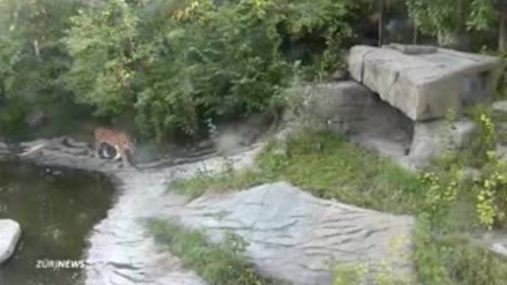 Tigerattacke und verstorbene Elefanten: Tragische Pechsträhne im Zoo Zürich