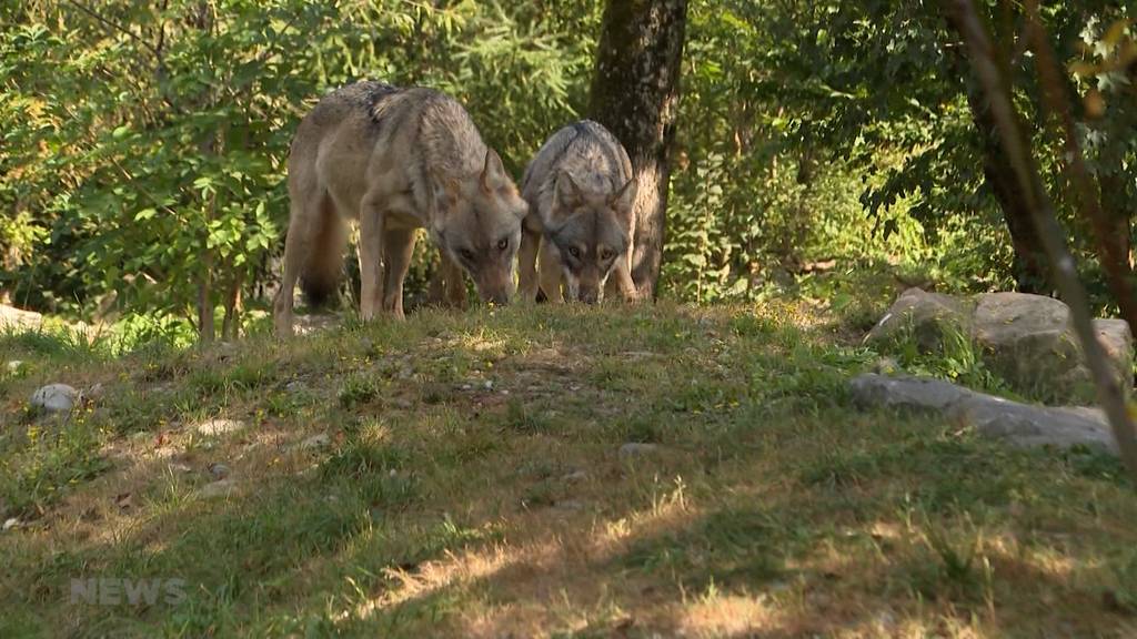 Tierpark Dählhölzli: Neue Wölfin versteht sich blendend mit Berner Wolf