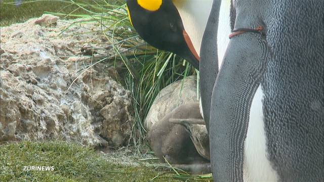 Das ist der Königspinguin-Nachwuchs