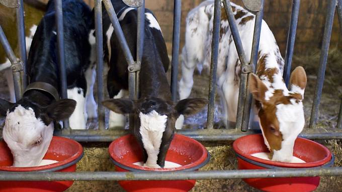 Kälbchen sollen mindestens 21 Tage auf Geburtsbetrieb bleiben