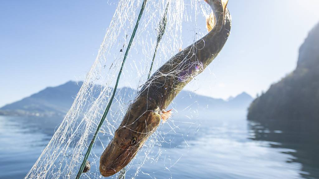 Im Vierwaldstättersee wurde die LiveSonar-Technologie bereits verboten – doch eine Beschwerde ist hängig. (Symbolbild)