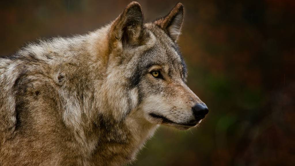 Wolf (2)