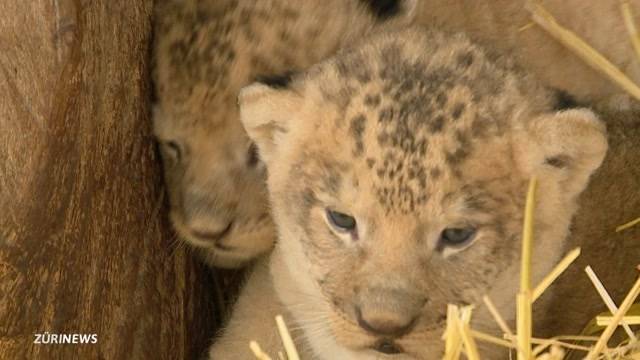 Seltene Löwenbabys in Frauenfeld